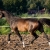 cellini-p_03-or22