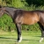 cellini-p_04-or5