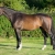 cellini-p_05-or6