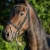 cellini-p_10-or10