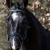 tokay-p01-10-1-p1-447x600