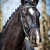 tokay-p01-12-1-400x600