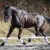 tokay-p01-22-1-800x533