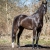 tokay-p01-3-1-800x533