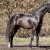 tokay-p01-3-2-800x533