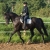 tokay-r01-01-line