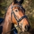 zawarro-p01-400x600_0