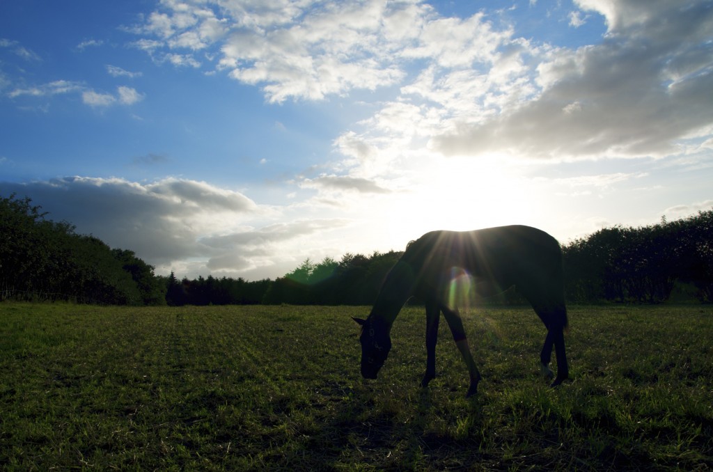 Stutteri Krobakgaard